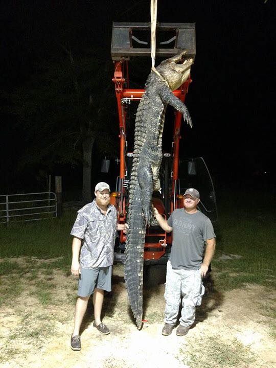 Looking for a crossbow for under 300. What can I expect???? (Alligator